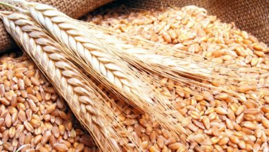 محافظ مطروح: توفير تقاوى القمح والشعير بتخفيض 50% للمزارعين