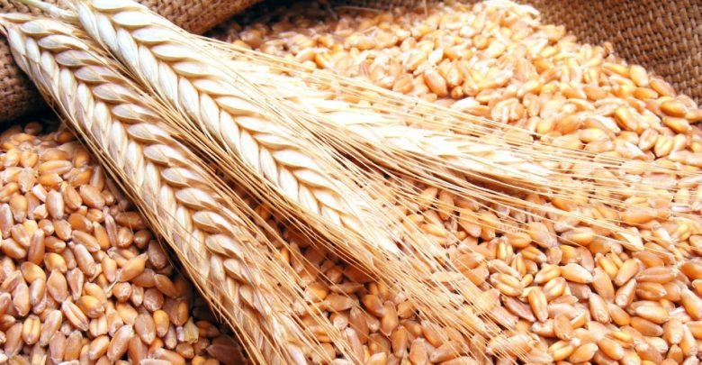 محافظ مطروح: توفير تقاوى القمح والشعير بتخفيض 50% للمزارعين