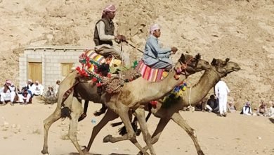 إقامة الخيام ورعي الأغنام.. موسم الأمطار يعيد بدو سيناء إلى حياة الصحراء