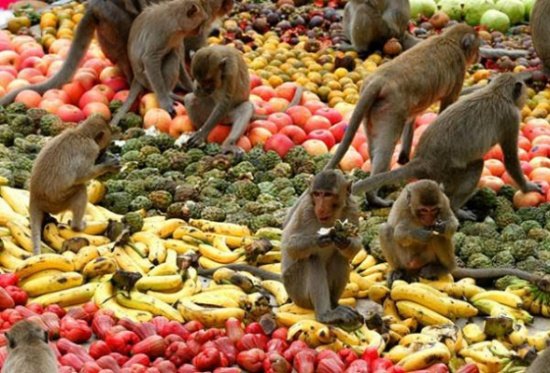 أغرب عادات الشعوب في العالم.. مهرجان «وليمة القرود» في تايلاند