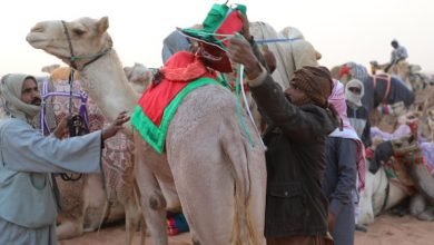 بدعم أبناء القبائل.. سباقات الهجن تحيي التراث البدوي الأصيل في سيناء