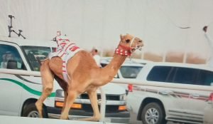 «الرهاوي» تحقق الأسرع توقيتًا في ختام سباقات فئة لقايا