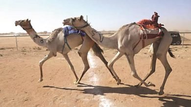 أبناء قبائل سيناء يكشفون أهمية سباقات الهجن.. ويؤكدون: تزيل الخلافات بين القبائل