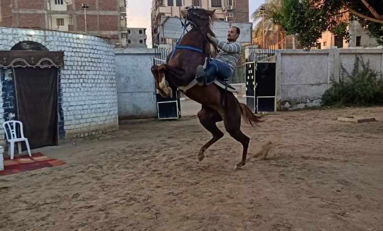 مدرسة لتعليم الفروسية للسيدات في الصعيد.. صاحب الفكرة اقبال عالمي