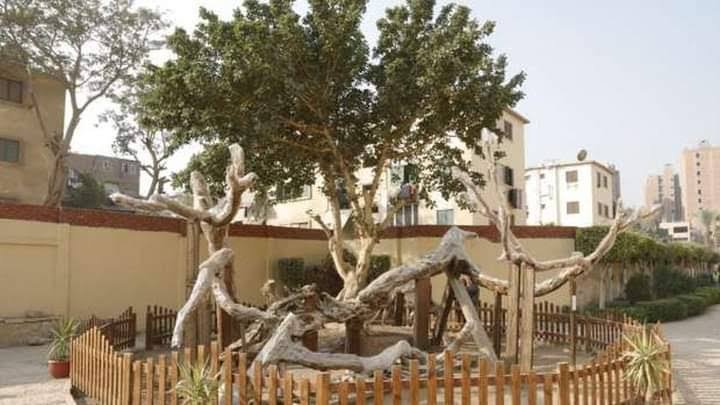 شجرة مريم" أبرز محطات العائلة المقدسة في مصر.. هنا استظلت العذراء وابنها المسيح في أمان