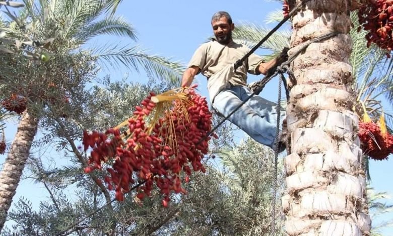 زي اللوز يا بلح”.. موسم جني النخيل بأسيوط عادة مصرية قديمة