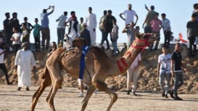 افتتاح المهرجان العربي للهجن بمدينة العريش