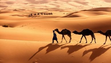 تعرف على شجرة قبيلة العوامر