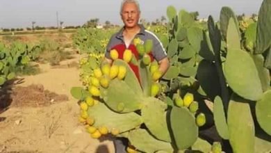 نقيب الفلاحين: زراعة التين الشوكي قليلة التكاليف ذات عائد اقتصادي عالي جدا