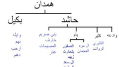 قبيلة حاشد