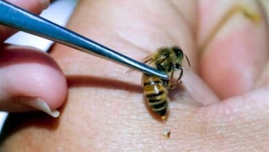 العلاج بقرص النحل: أسرار لا تنتهي للشفاء من الأمراض المزمنة