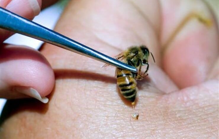 العلاج بقرص النحل: أسرار لا تنتهي للشفاء من الأمراض المزمنة
