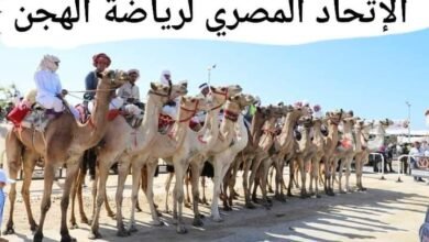 مهرجان الهجن من السلوم الى العلمين ..مشاركة ٨ محافظات في المهرجان