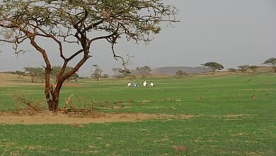 المشاييخ المناصيرفروعها واصولها فى سطور