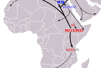 معلومات عن اصول المغاربة وثقافتها ولغاتها
