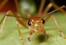 كيف يتم اختبار الرجولة عند قبيلة ساتيرى ماوى البرازيلية.. السر في النملة