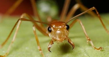 كيف يتم اختبار الرجولة عند قبيلة ساتيرى ماوى البرازيلية.. السر في النملة
