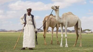 قبائل من مصر.. البشارية نفوس طيبة وحماة الجنوب