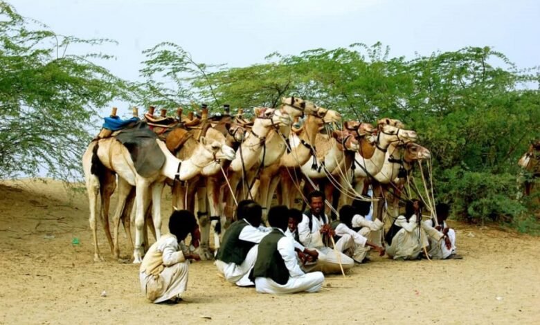 قبيلة الكبابيش والإبل: رمز الفخر والهوية السودانية