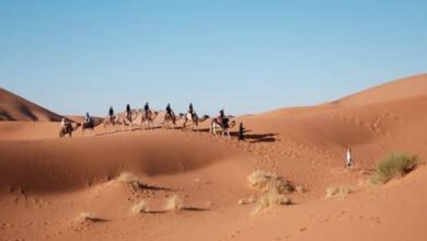 تأثير الهجرة القبلية في تشكيل مجتمعات المغرب العربي