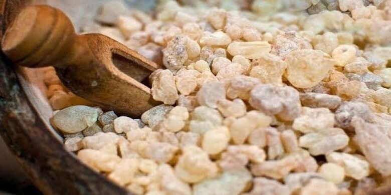 اللبان العماني: الذهب الأبيض الذي نشر الثقافة العمانية عبر القارات