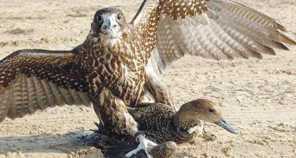 الصقارة.. حرفة بدوية تجمع بين الصيد والفروسية