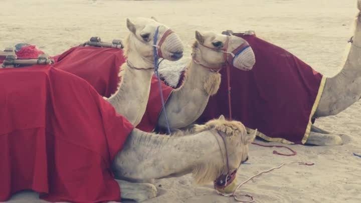 تقديم الجمل عند الصلح.. طقس قبلي راسخ في مطروح يعكس قيم الكرامة والوفاق