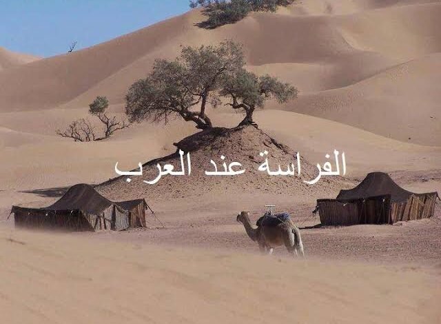 الفراسة عند القبائل.. عادة متجذرة في التاريخ العربي