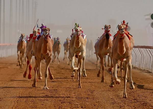 الهجين.. سباقات الهجن التي تحافظ على روح القبيلة وتاريخها