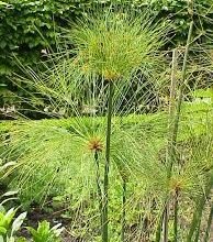 النباتات في مصر القديمة سر الحياة والخلود