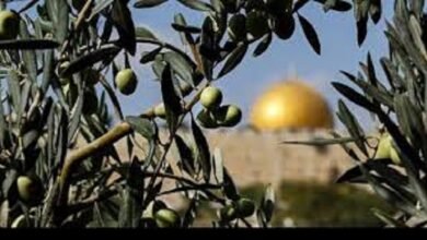 موسم الزيتون