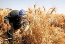 موسم الحصاد في القبائل العربية.. تقليد يجمع بين العمل والاحتفال