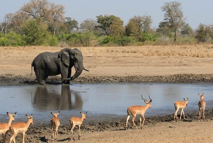 منتزه كروغر الوطني: قلب الطبيعة والتاريخ في جنوب أفريقيا