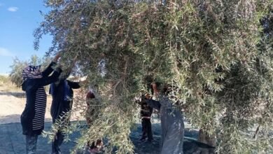 جني الزيتون في تونس