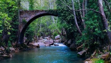 محمية أرز الشوف