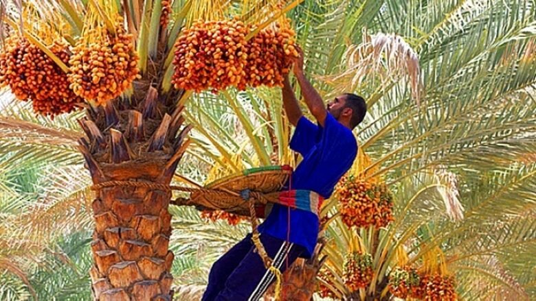 تسبيح النخل في جنوب العراق..طقوس الاحتفال بالخصوبة والحصاد