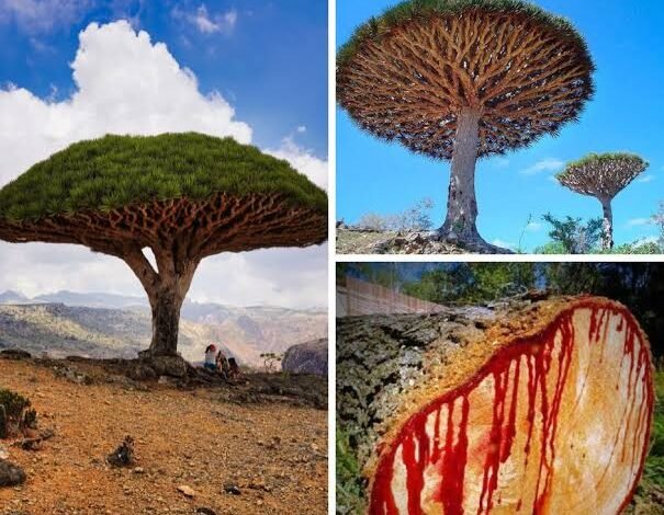 عادة تقديس شجرة دم الاخوين لدى قبائل سقطرى.. طقس حماية الطبيعة والهوية