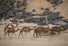 جواز سفر للإبل