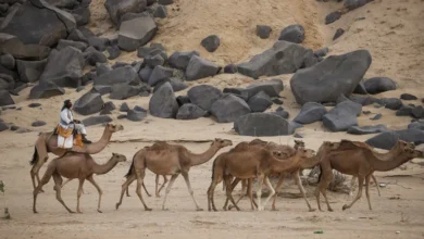 جواز سفر للإبل