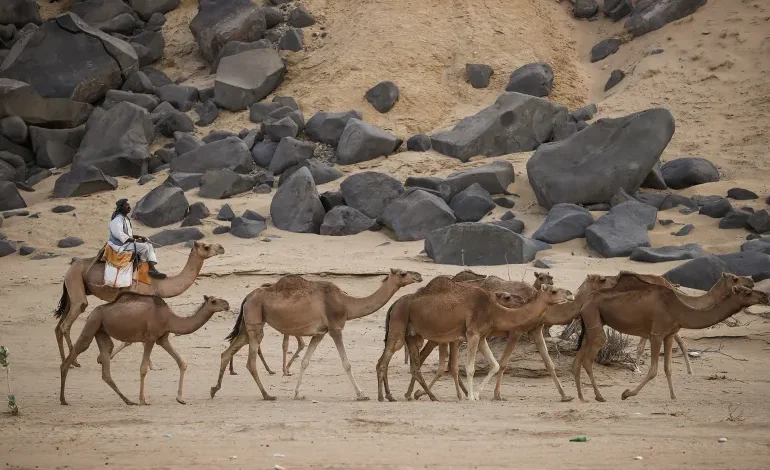 جواز سفر للإبل