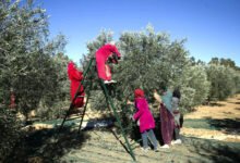 الاحتفال بموسم الزيتون في قرية بيت لحم.. عادة تحتفي بالتراث وتعزز الروابط