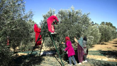 الاحتفال بموسم الزيتون في قرية بيت لحم.. عادة تحتفي بالتراث وتعزز الروابط