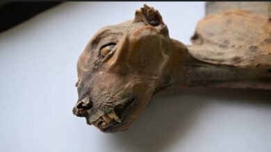 مومياوات فهود