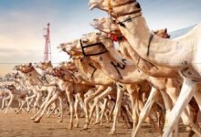 سباق الإبل الليلية.. إرث قبلي يمتد من الصحراء إلى ميادين الخليج
