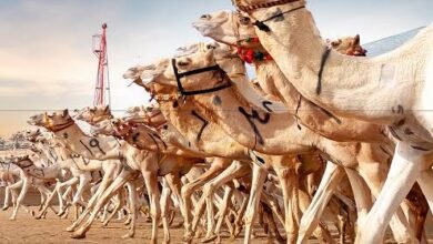 سباق الإبل الليلية.. إرث قبلي يمتد من الصحراء إلى ميادين الخليج