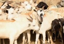 المهر القبلي للماشية في اليمن.. تقليد بدوي يحافظ على توازن المجتمع القبلي