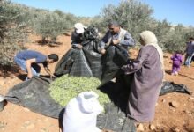 عادة العونة.. تقليد عربي قديم يعيد تعريف العمل الجماعي وروح المشاركة