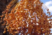 موسم جني التمور في الواحات الجزائرية.. حين تتحول الصحراء إلى مهرجان للحياة