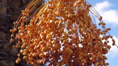 موسم جني التمور في الواحات الجزائرية.. حين تتحول الصحراء إلى مهرجان للحياة