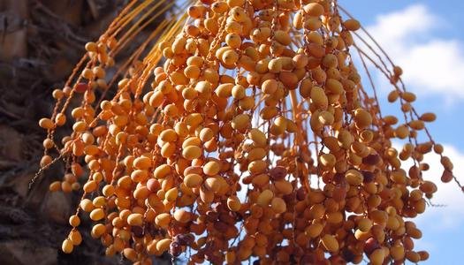 موسم جني التمور في الواحات الجزائرية.. حين تتحول الصحراء إلى مهرجان للحياة